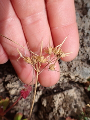 Pelargonium inodorum, photograph (c) Liadan Dickie, some rights reserved (CC BY)
