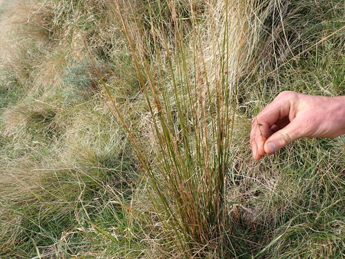 Juncus distegus (Juncus distegus)