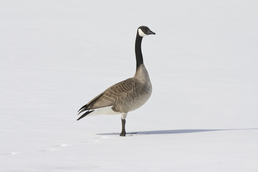 Canada goose outlet wikipedia que significa