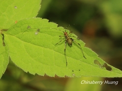 Phaneroptera nigroantennata