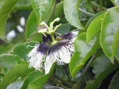 Holhymenia histrio