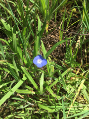 Nemophila
