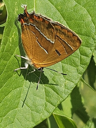 Brown Hairstreak