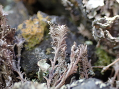 Raoulia monroi, photograph (c) Liadan Dickie, some rights reserved (CC BY)