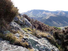 Raoulia monroi, photograph (c) Liadan Dickie, some rights reserved (CC BY)