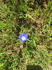 Nemophila