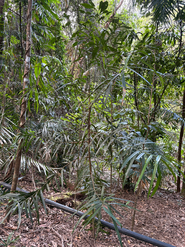Podocarpus grayae observed 2026-08-08