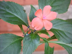 Diactor bilineatus