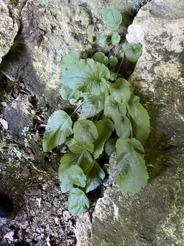 Campanula pendula, photograph 1