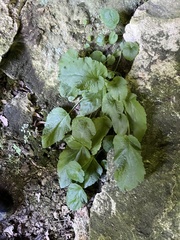 Campanula pendula