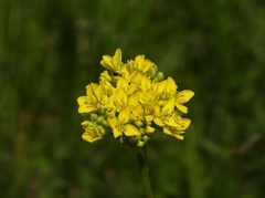 Biscutella laevigata