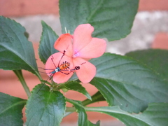 Diactor bilineatus