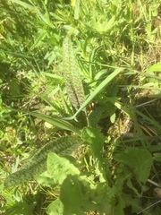 Dactylorhiza maculata
