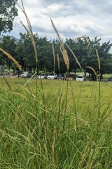 Setaria sphacelata