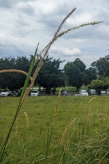 (c) 許文俊, some rights reserved (CC BY-SA) Setaria sphacelata, photograph (c) 許文俊, some rights reserved (CC BY-SA)