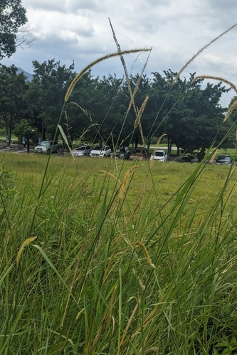Setaria sphacelata, photograph 3