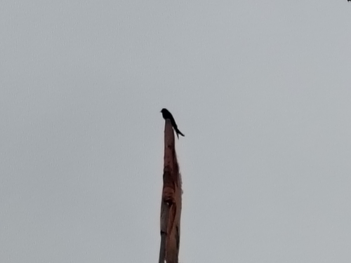 Black Drongo