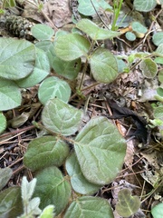 Desmodium rotundifolium