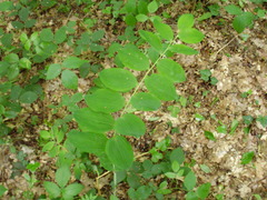 Polygonatum multiflorum