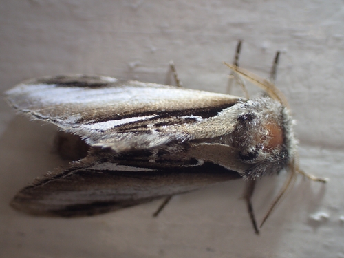 Lesser Swallow Prominent