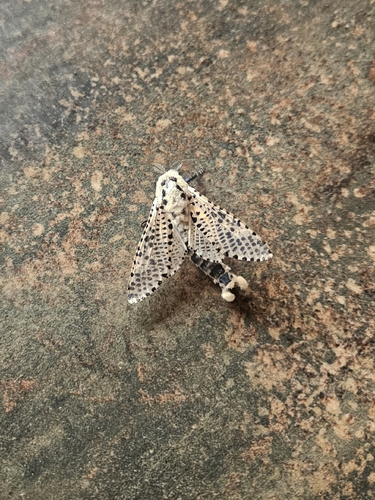 Wood Leopard Moth