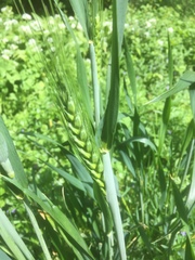 Triticum dicoccoides