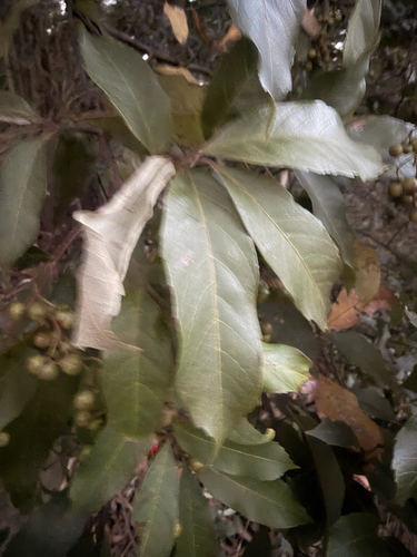 Alectryon subcinereus observed 2026-08-08