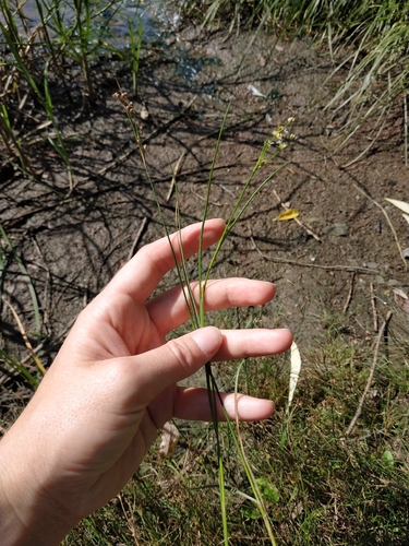 Наблюдение на iNaturalist