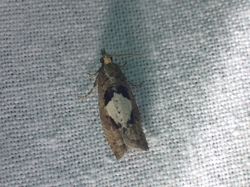 Large Birch Bell