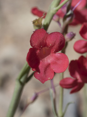Penstemon utahensis