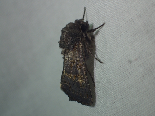 Hedge Rustic