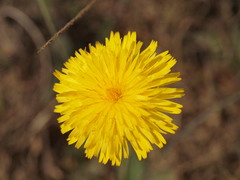 Hypochaeris radicata