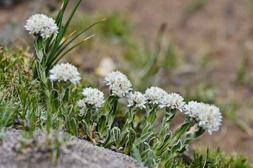 Anaphalis xylorhiza