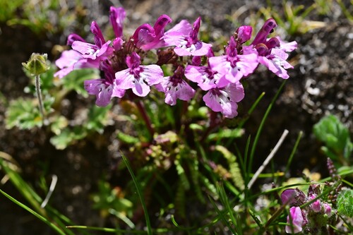Pedicularis roylei