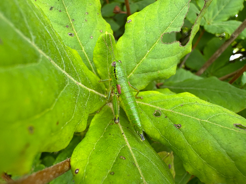 Anapodisma miramae