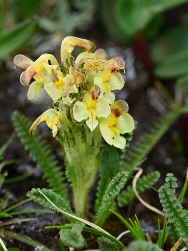 Oeder's Lousewort