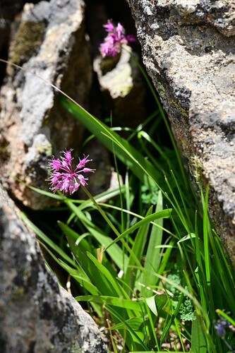 Allium prattii
