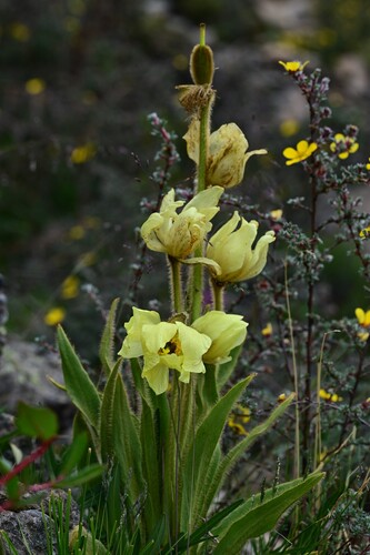 Yellow Chinese poppy