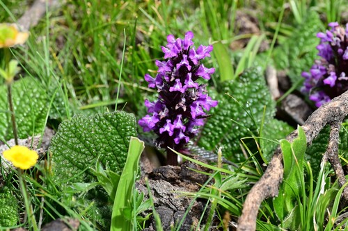 Common Lamiophlomis