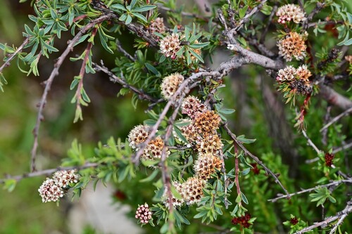 Spiraea alpina