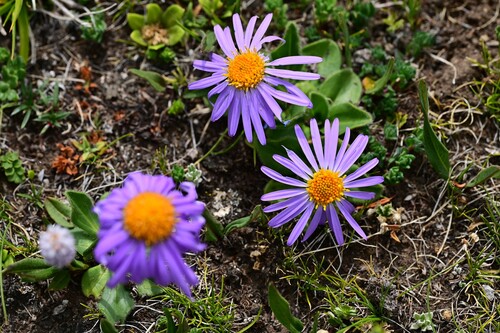 Aster souliei