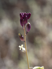 Streptanthus longirostris