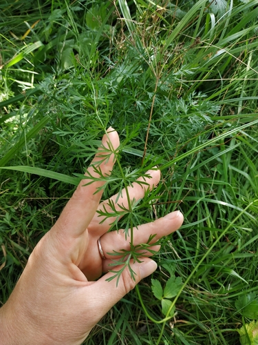 Наблюдение на iNaturalist
