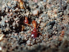 Dorylus helvolus