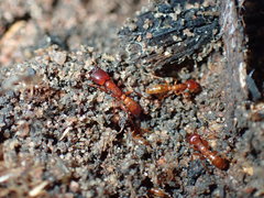 Dorylus helvolus