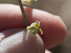 Streptanthus longirostris