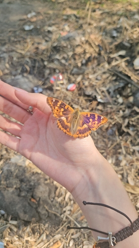 Lesser Purple Emperor