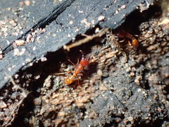 Dorylus helvolus