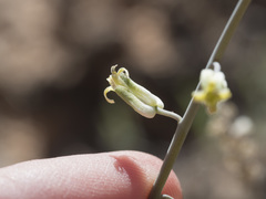 Streptanthus longirostris