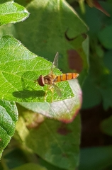 Episyrphus trisectus